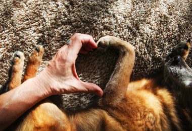 Cardiopatia canina: Degeneração da Valva Mitral