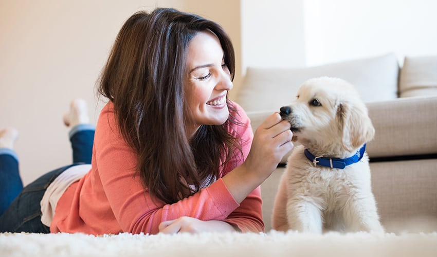 Como dar remédio para cachorro: 7 dicas de veterinária