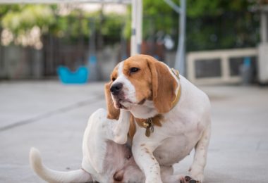 Antipulgas e carrapatos Nexgard: entenda como proteger o seu pet