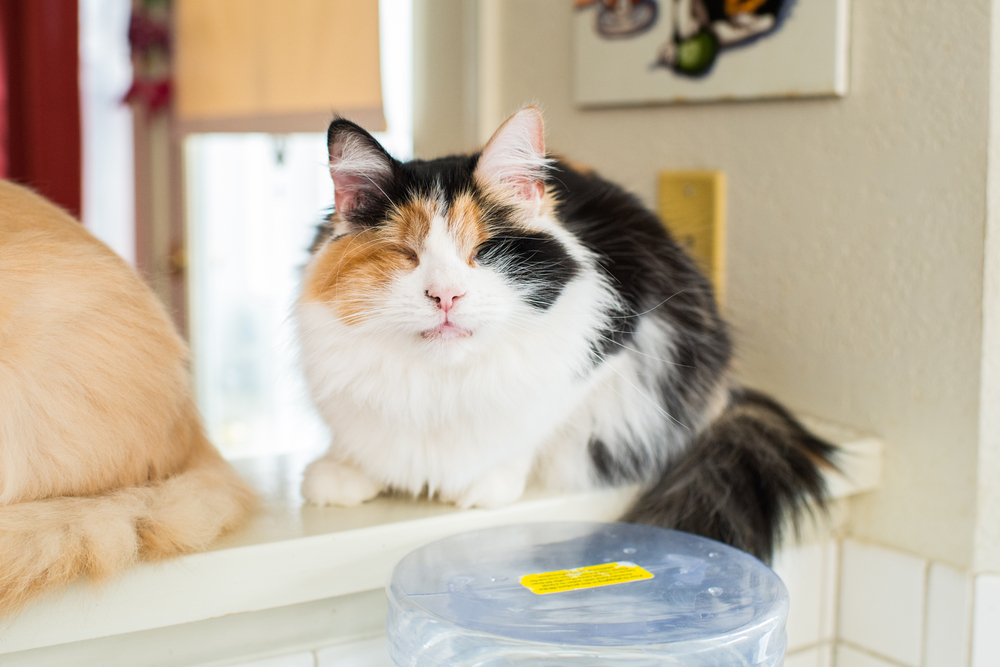 Como cuidar de um gato cego