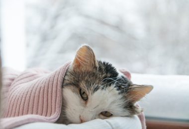 Gripe de gato: o que é e como identificar essa doença