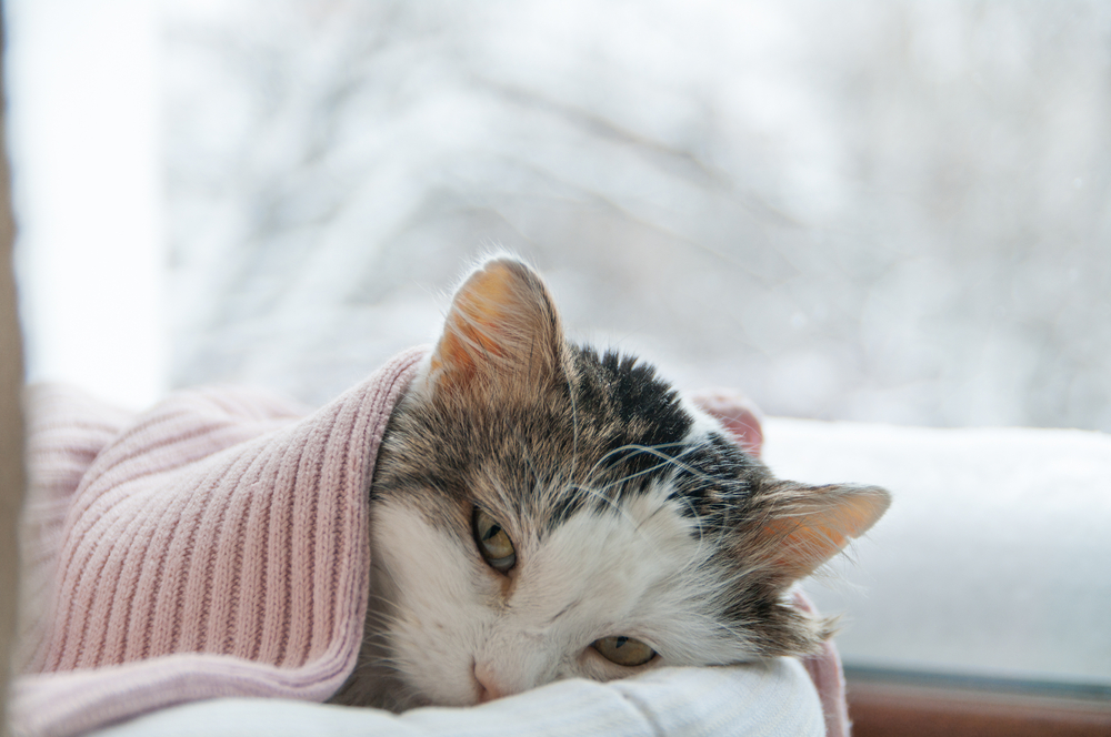 Gripe de gato: o que é e como identificar essa doença