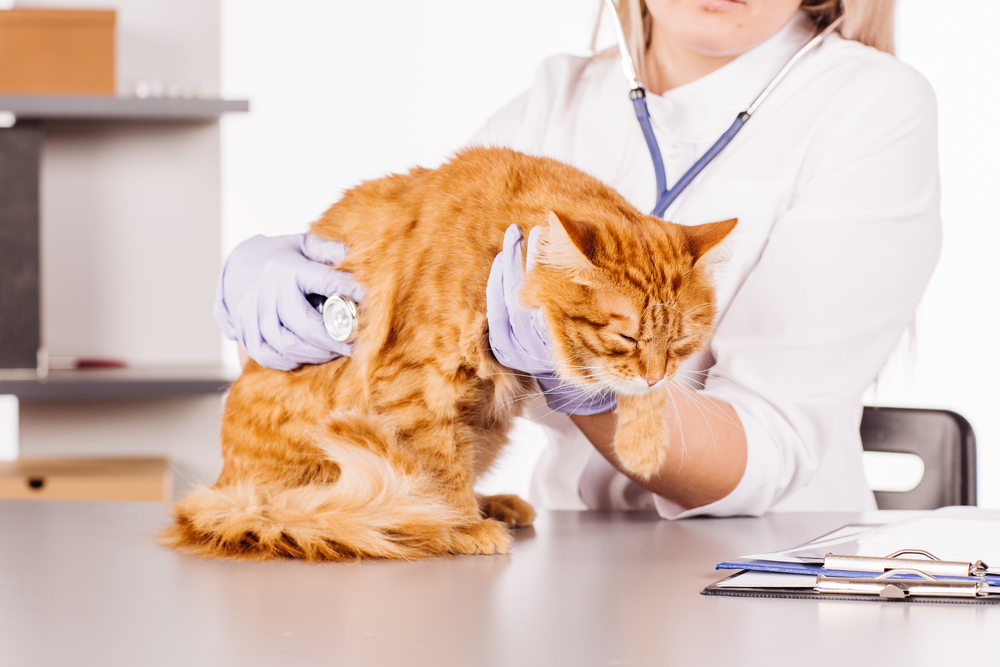 Sinais de gripe felina e tratamento