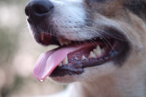 Cachorro com a língua de fora