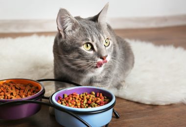 Como administrar vitaminas para gatos