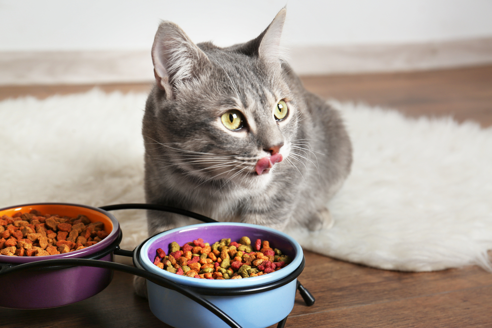 Como administrar vitaminas para gatos
