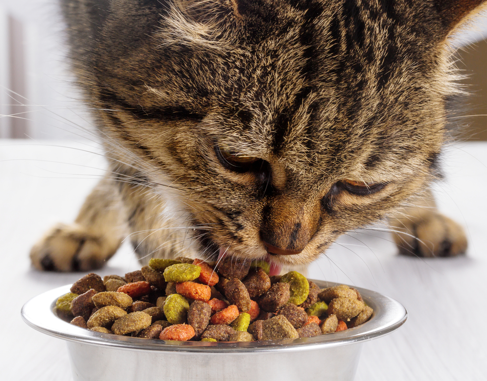 Gato comendo ração
