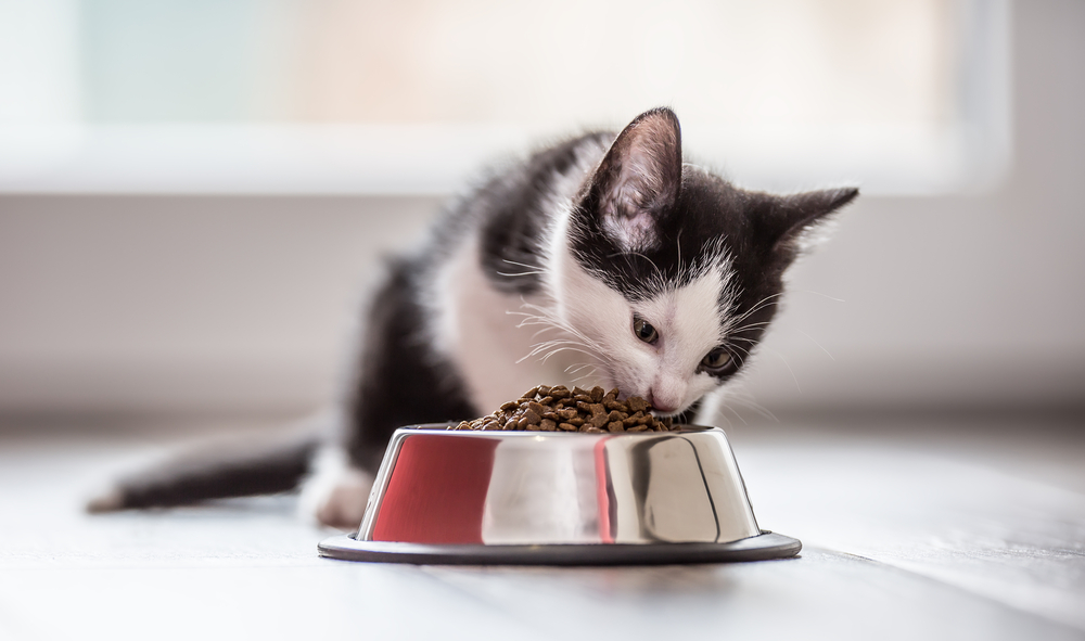Filhote de gato comendo ração no pote