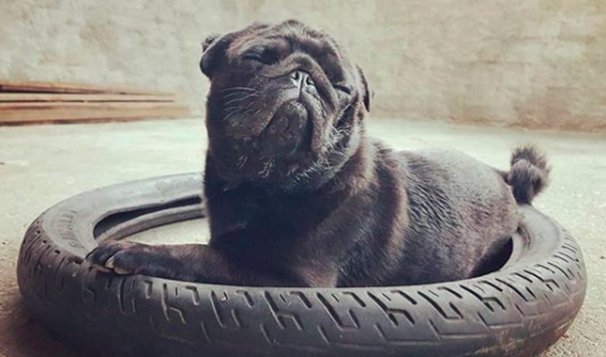 6 fotos de cachorros que mais parecem capa de revista