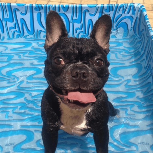 InstaDog: as 7 fotos de cachorro mais curtidas de outubro