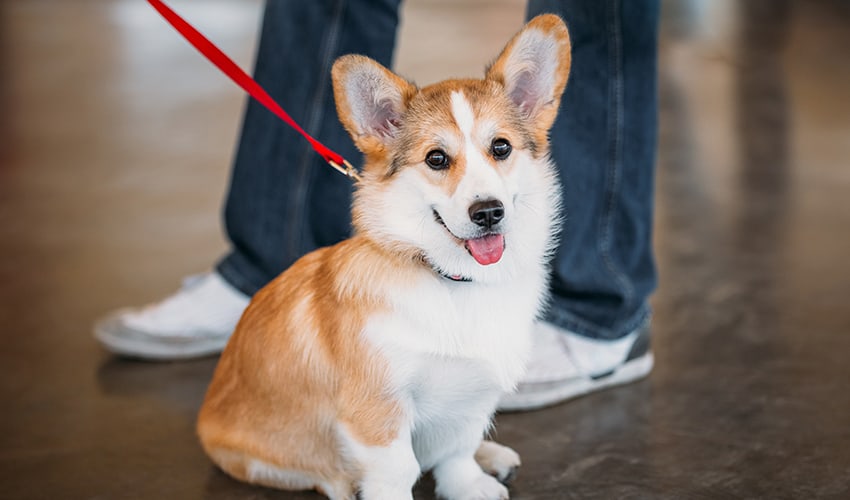 Como evitar que o cachorro puxe a guia durante o passeio
