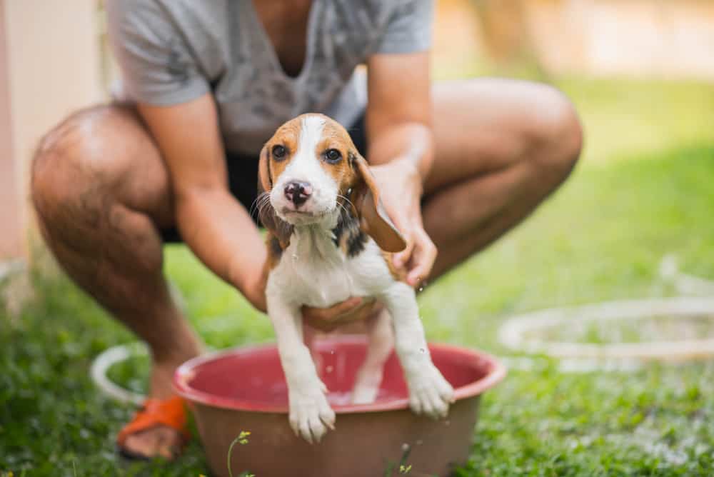 Como dar banho no cachorro