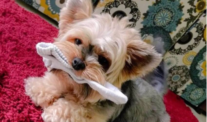 InstaDog: as 8 fotos de cachorro mais curtidas de novembro