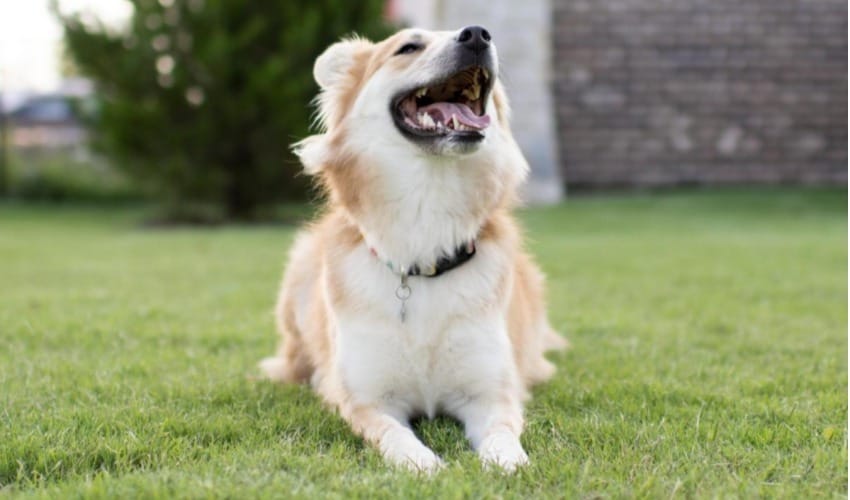 Beagle