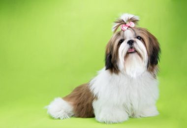 Shih tzu filhote cuidados que precisamos ter