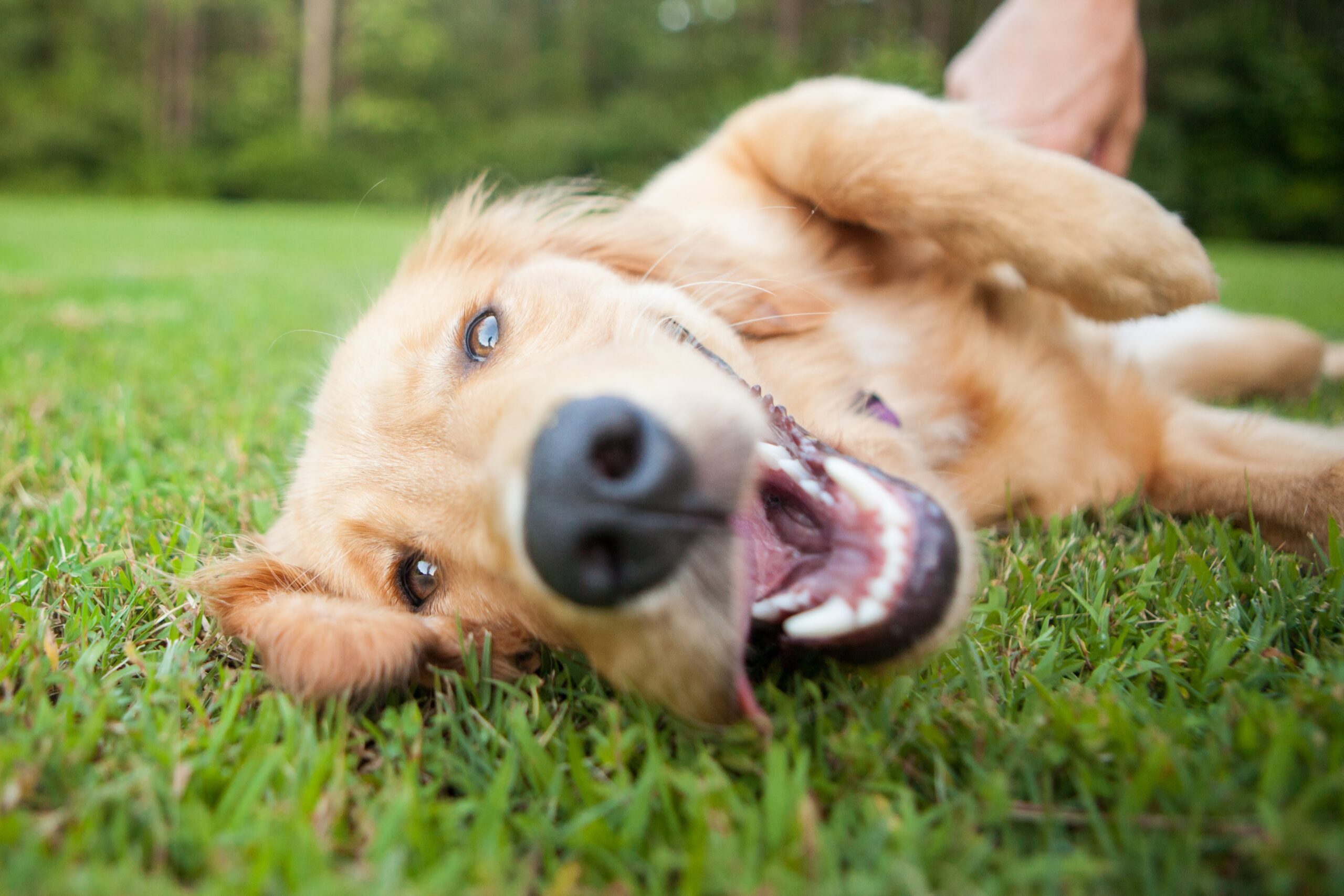 Nomes de cachorro na moda: veja se o seu está