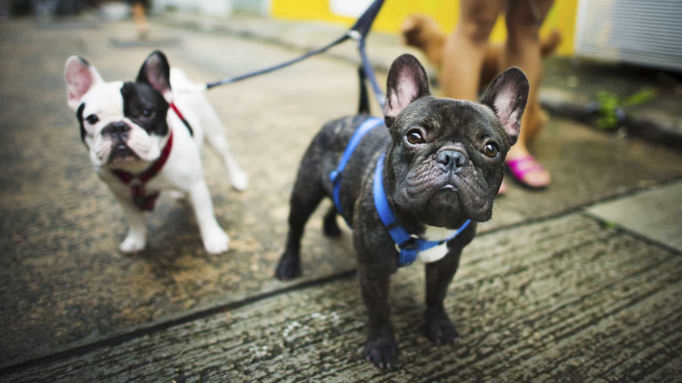 Buldogue francês