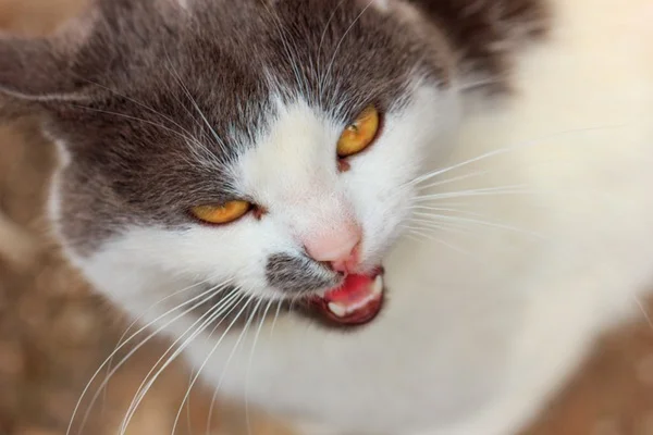Gato com sintomas de raiva.