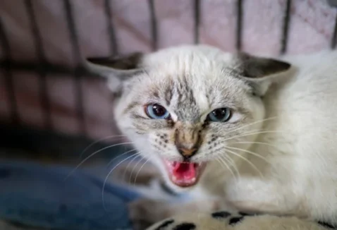 Sintomas de gato com raiva e como prevenir a doença