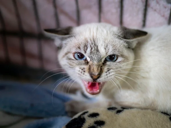 Sintomas de gato com raiva e como prevenir a doença