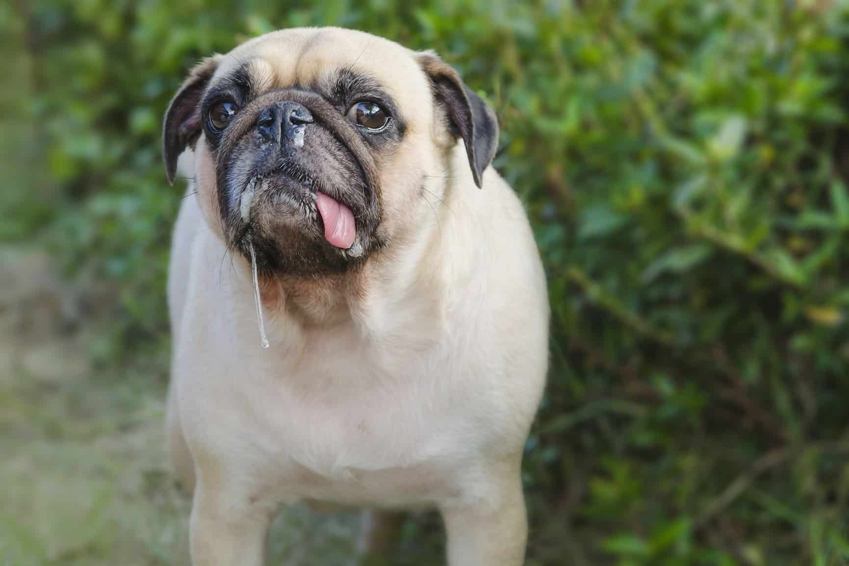 Cachorro babando: quando se preocupar e o que fazer