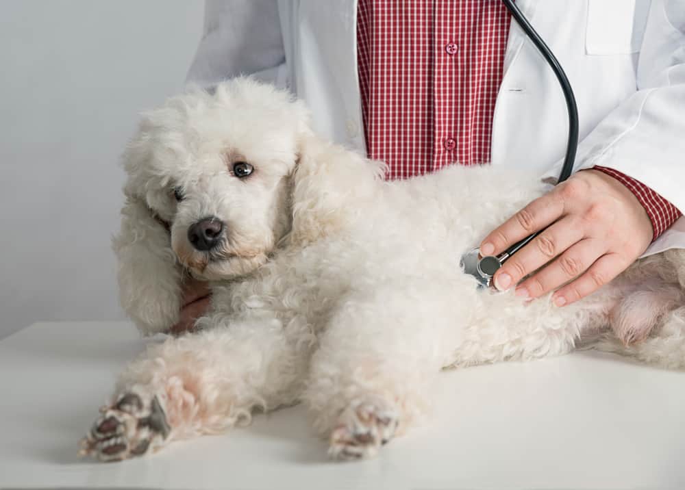 Leptospirose em cães: o que é, sintomas e tratamento