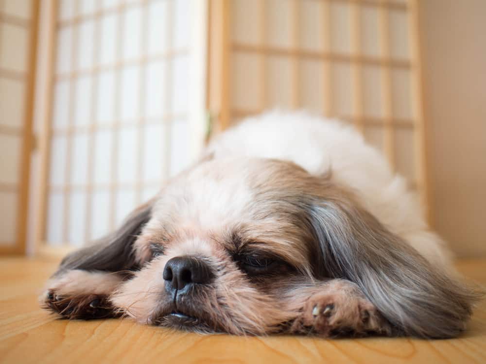 Gripe canina: o que é, sintomas e tratamento
