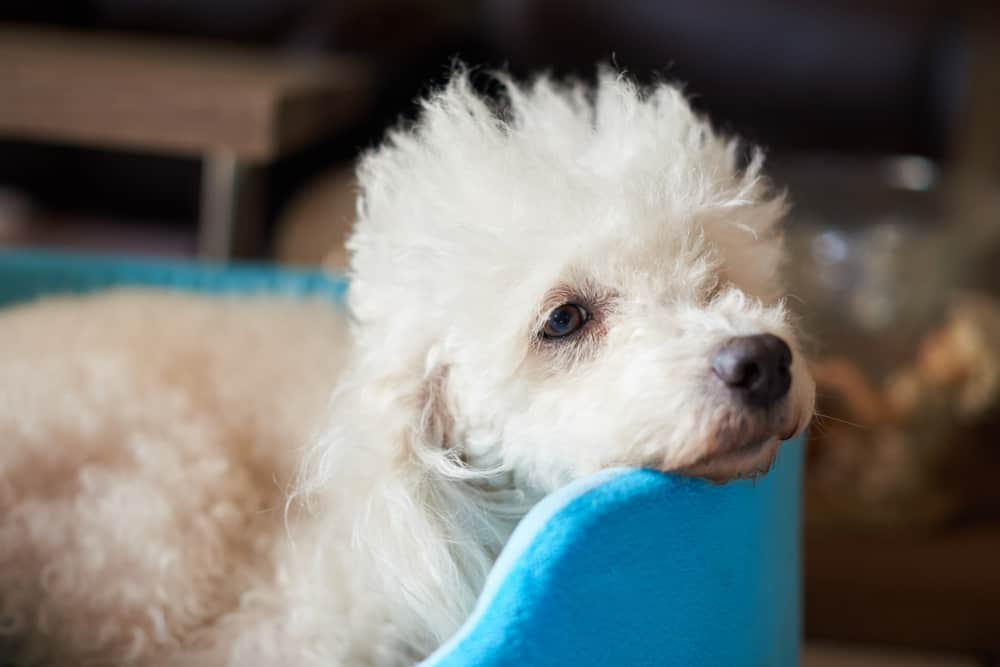 Dermatite canina: o que é, sintomas e tratamento