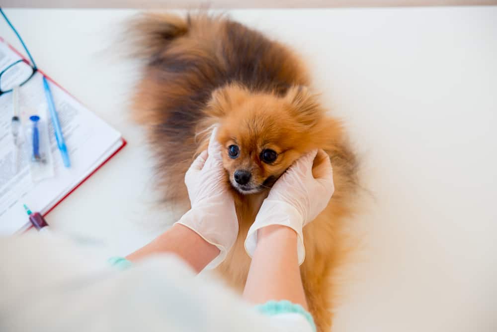 Displasia coxofemoral em cães: o que é, sintomas e tratamento