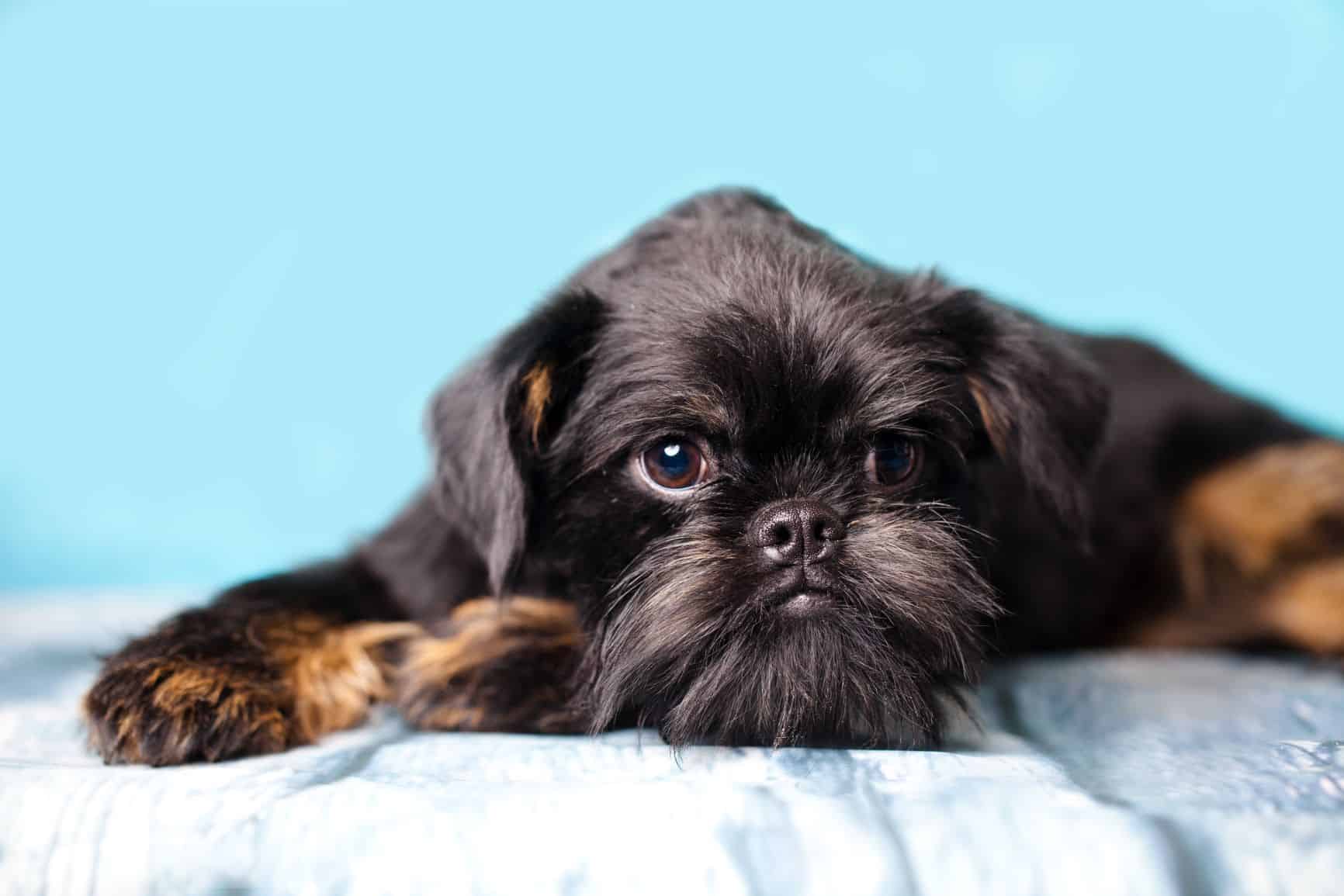 Cachorro vomitando amarelo: o que fazer?