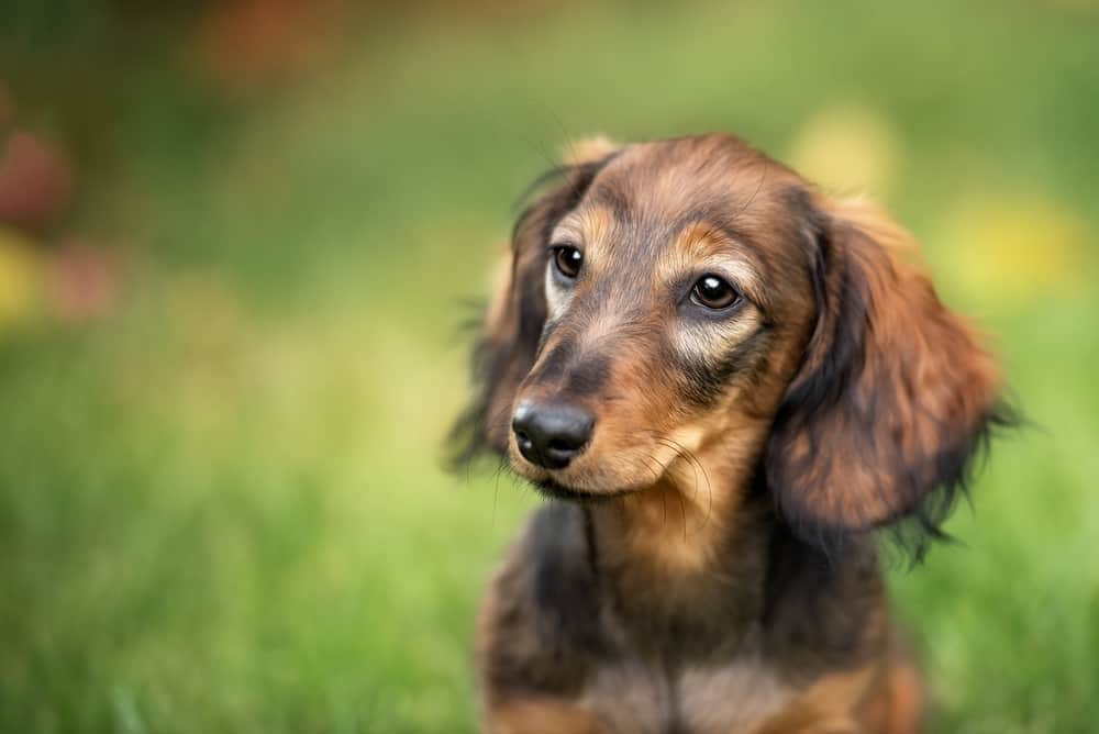Tudo sobre gestação de cachorro