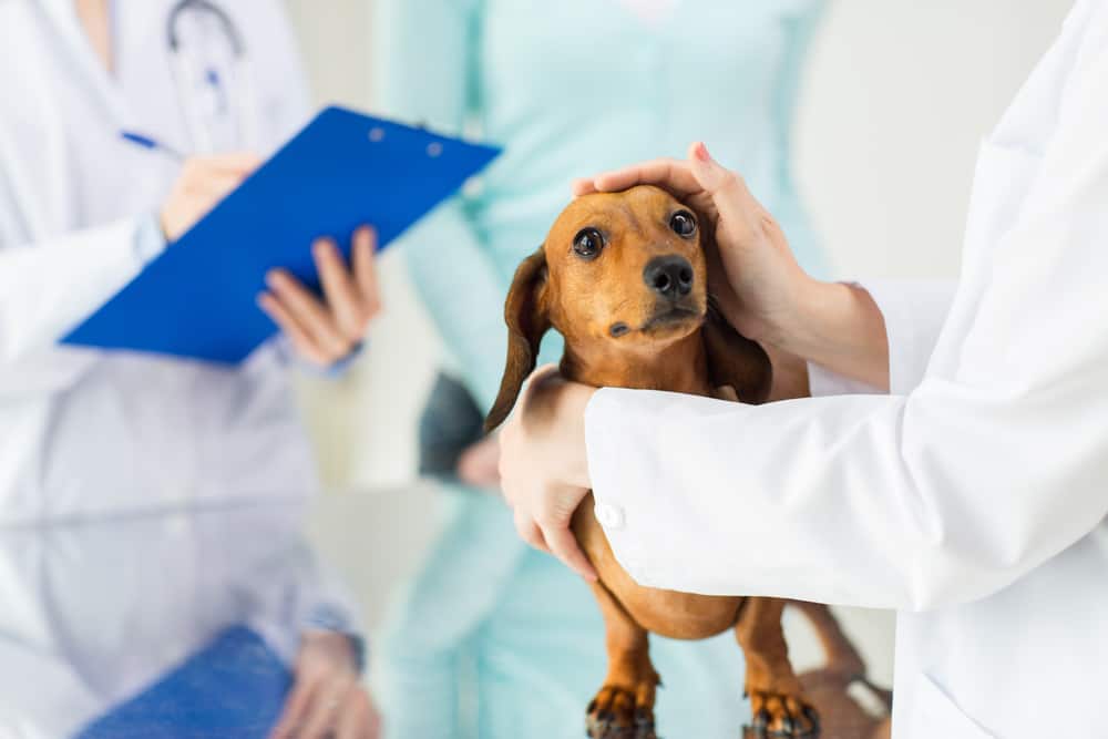 Tudo sobre plano de saúde para cachorro