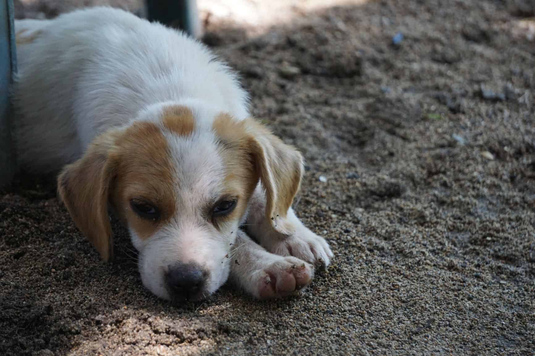 Cachorro vomitando sangue: o que fazer?