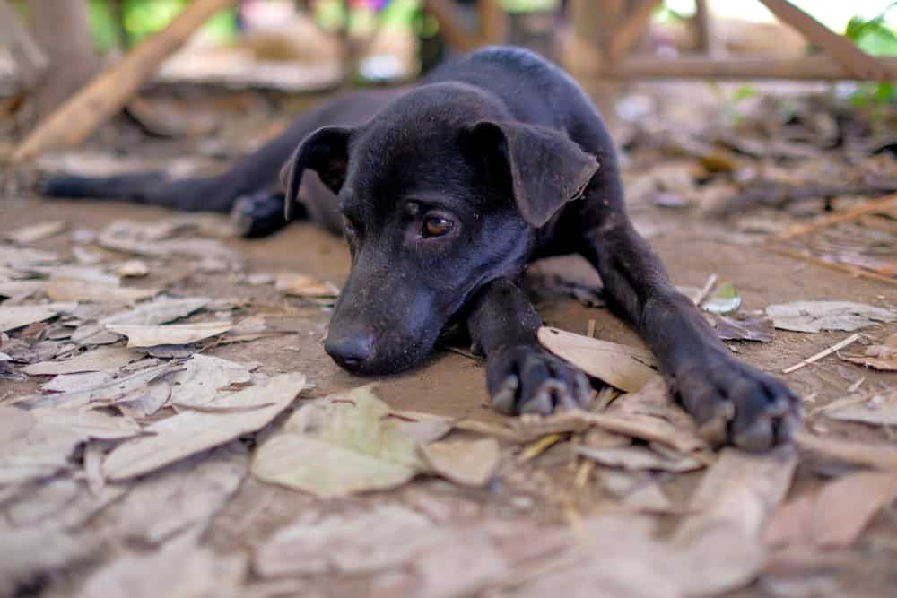 Sarna em cachorro: o que é, sintomas e tratamento