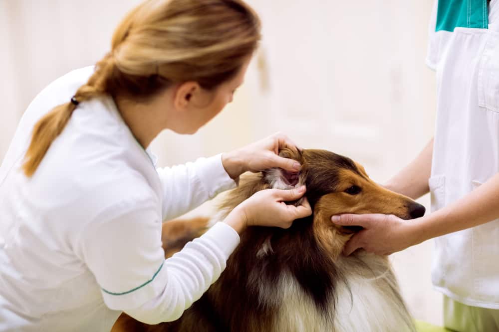 Otite canina: o que é, sintomas e tratamento