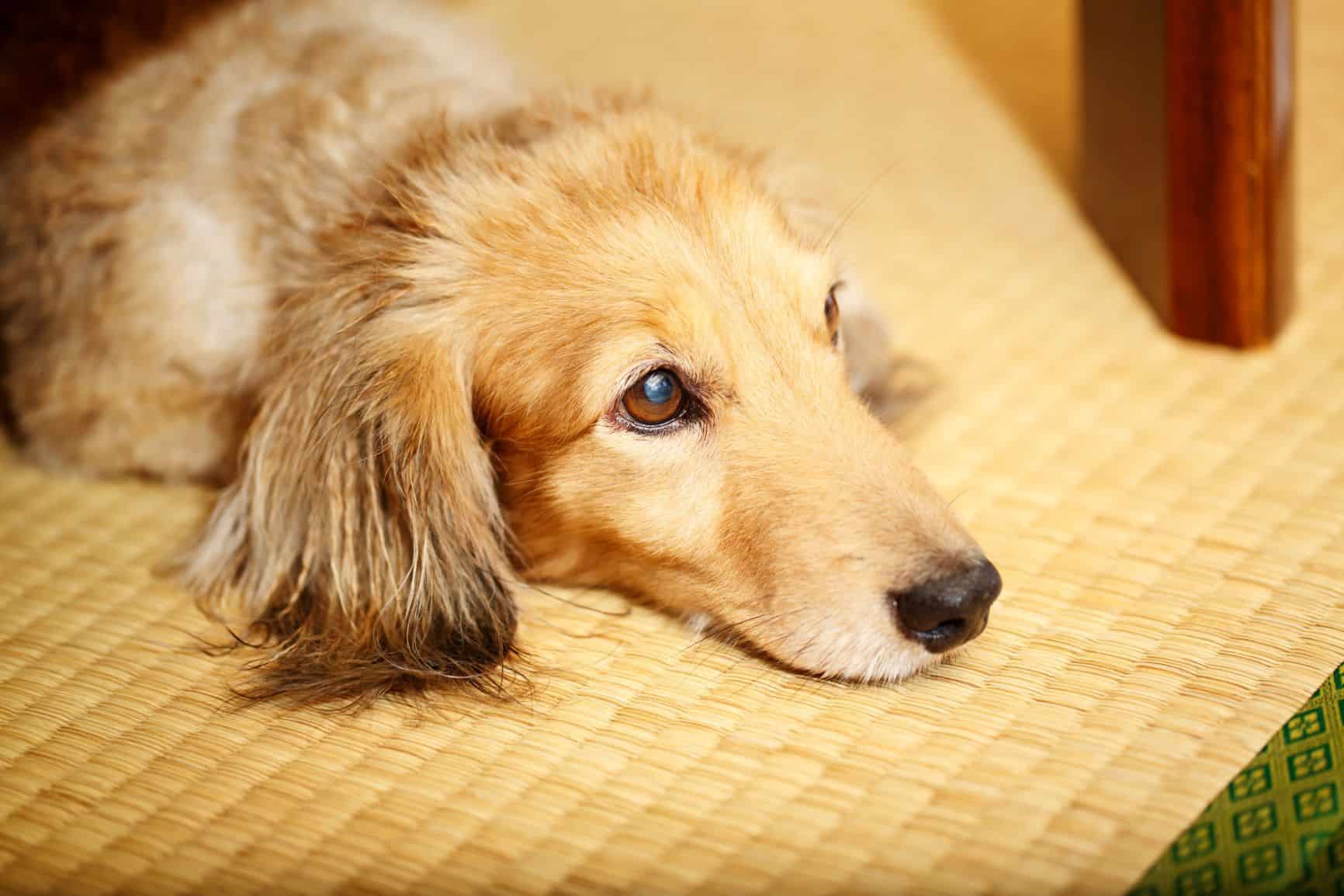 Sangue nas fezes do cachorro: o que fazer?