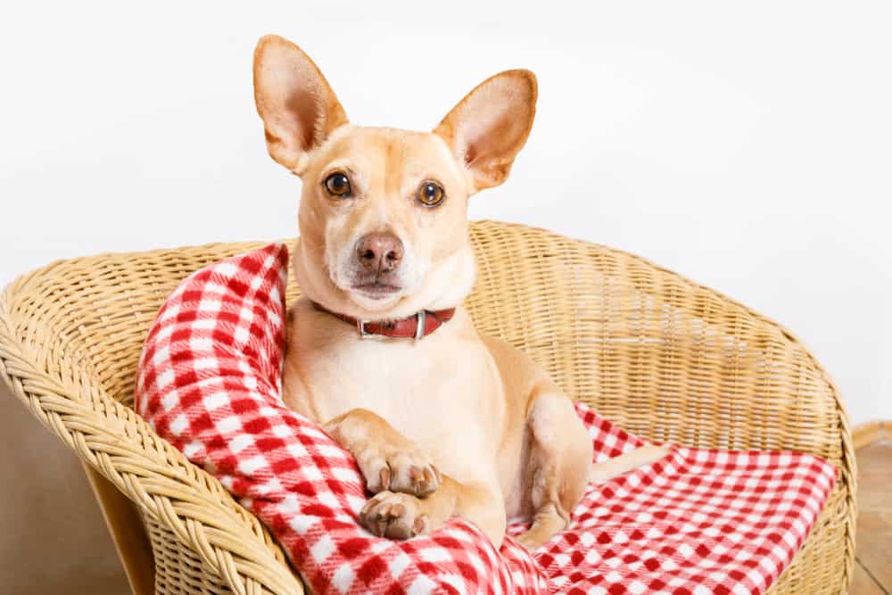 Giárdia em cães: o que é, sintomas e tratamento