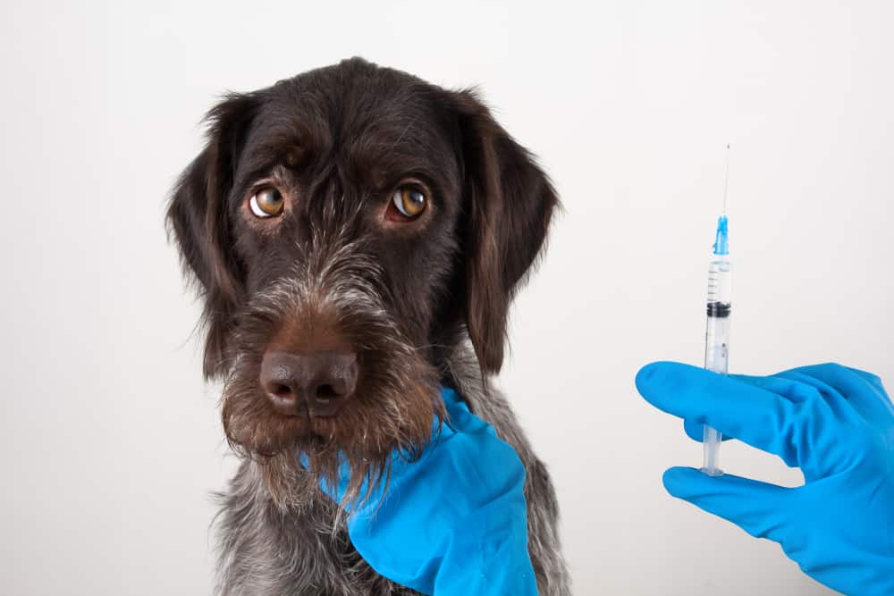Raiva canina: o que é, sintomas e tratamento