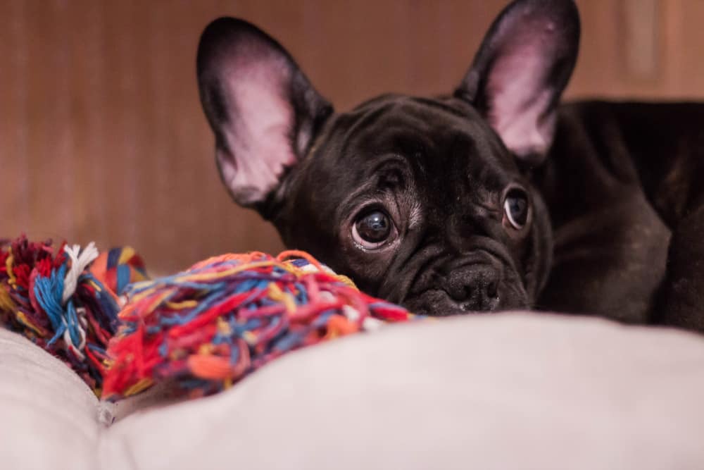 Berne em cachorro: o que é, sintomas e tratamento