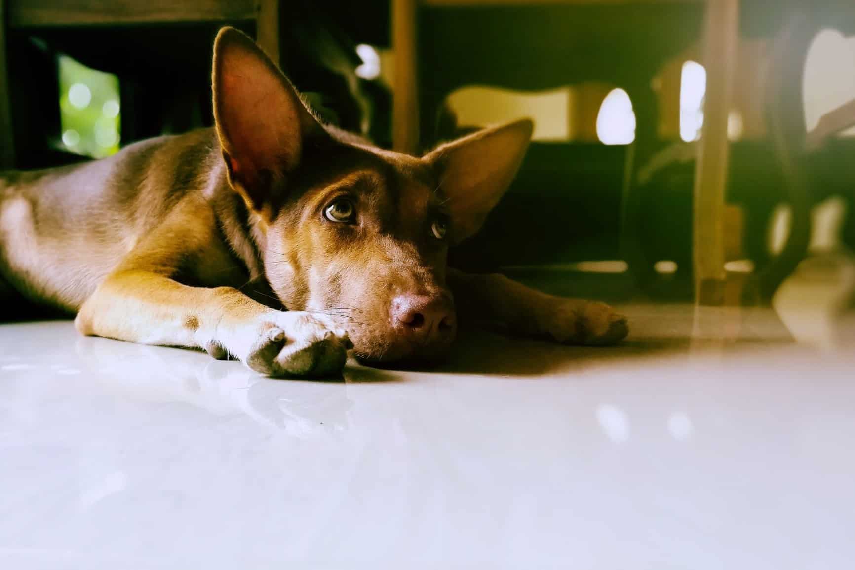Cachorro vomitando verde: o que fazer?