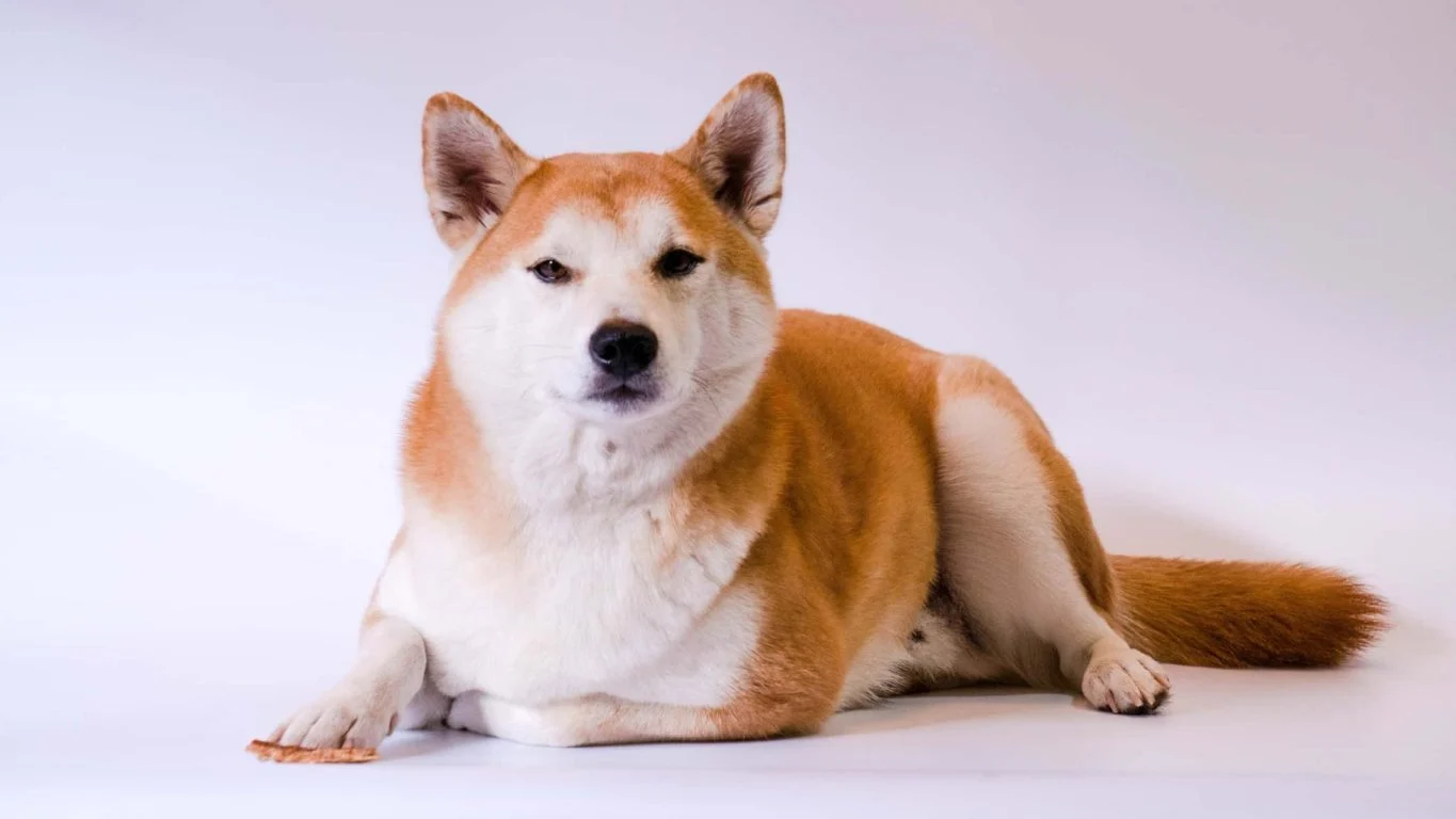 Akita ou Akita Inu