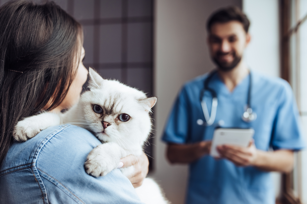 Mulher segurando um gato no colo e ao fundo um médico veterinário