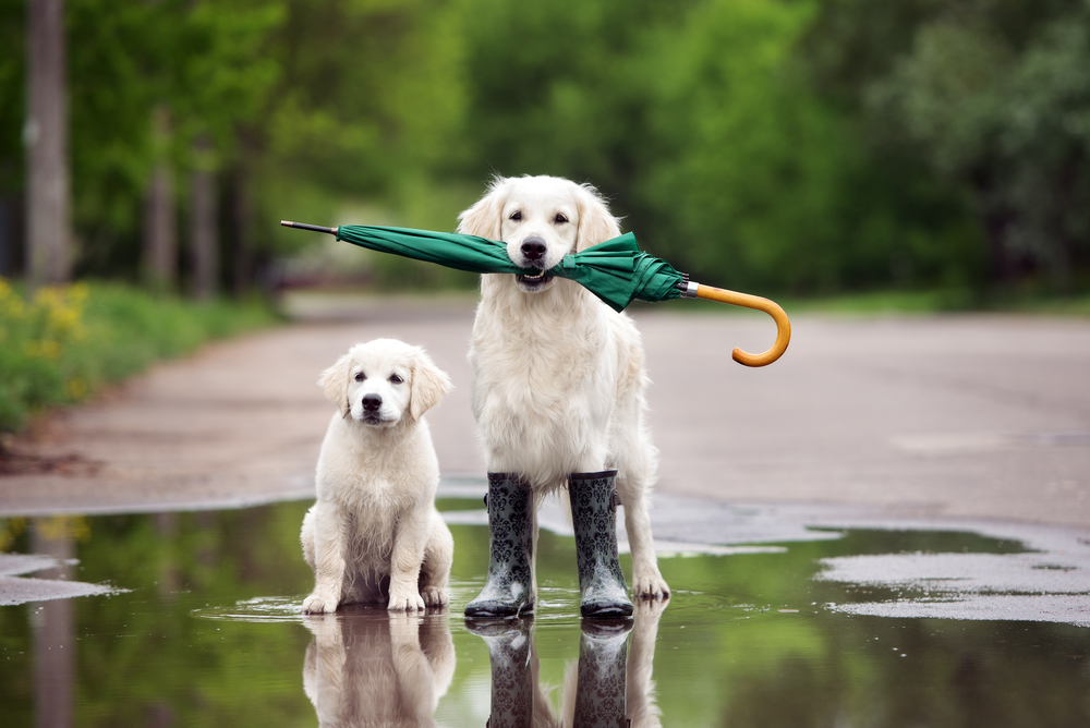 Cachorro na chuva: pode ou não pode? Entenda tudo!