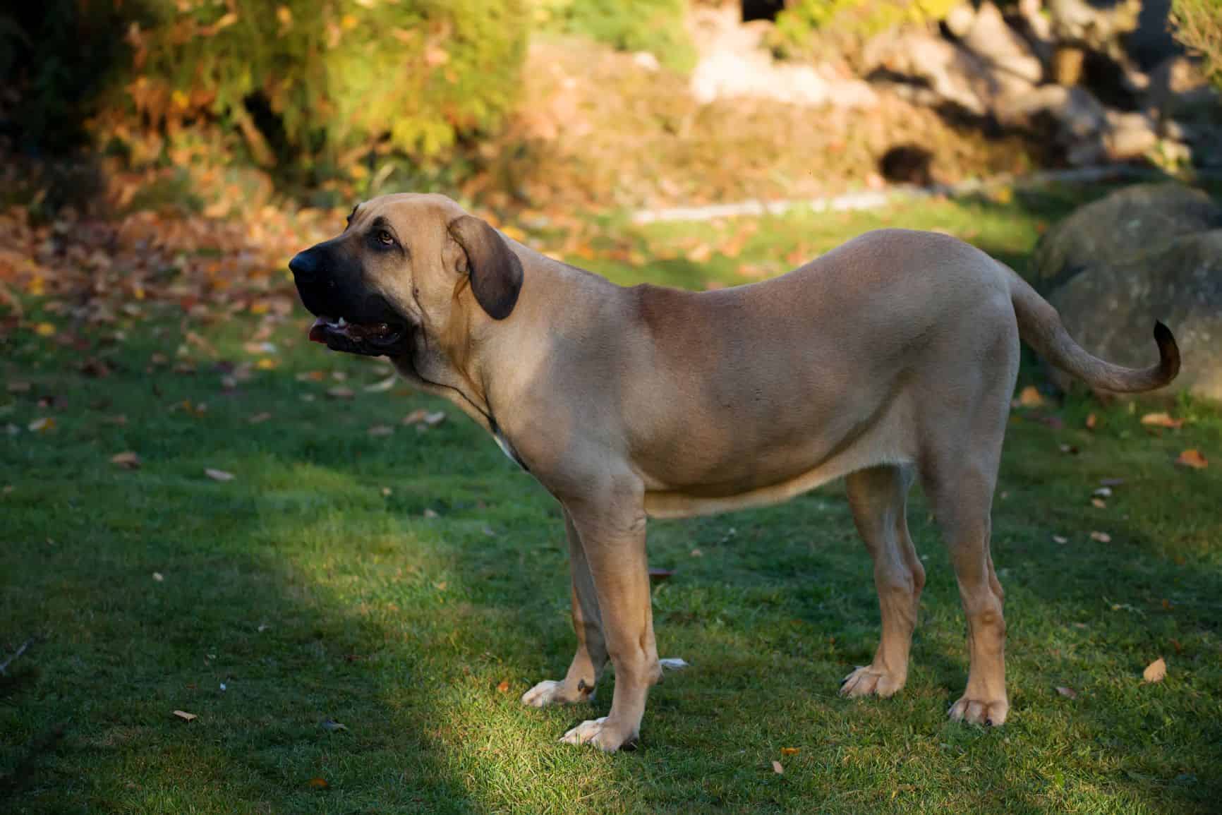 Fila brasileiro