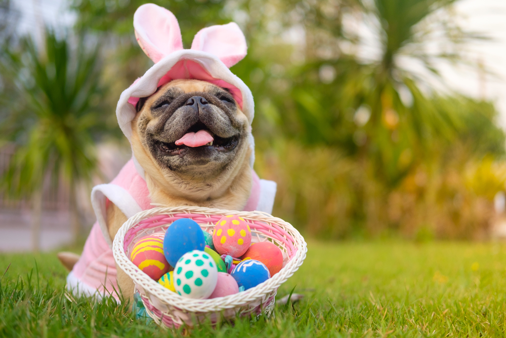 Perigos do chocolate para nossos pets