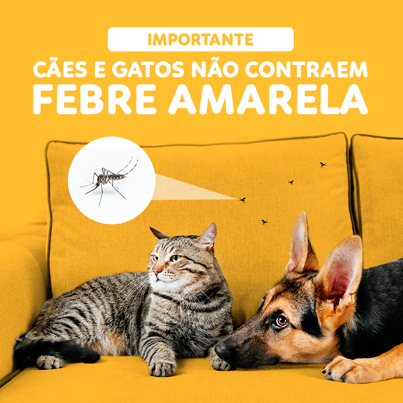 Meu cachorro ou meu gato podem contrair Febre Amarela?