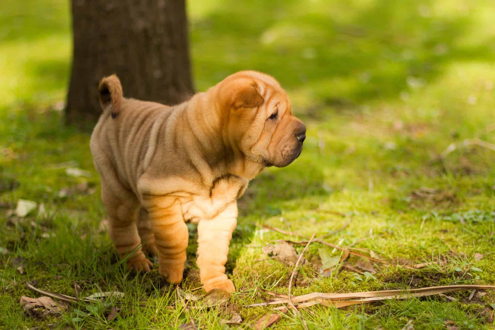 Shar-pei