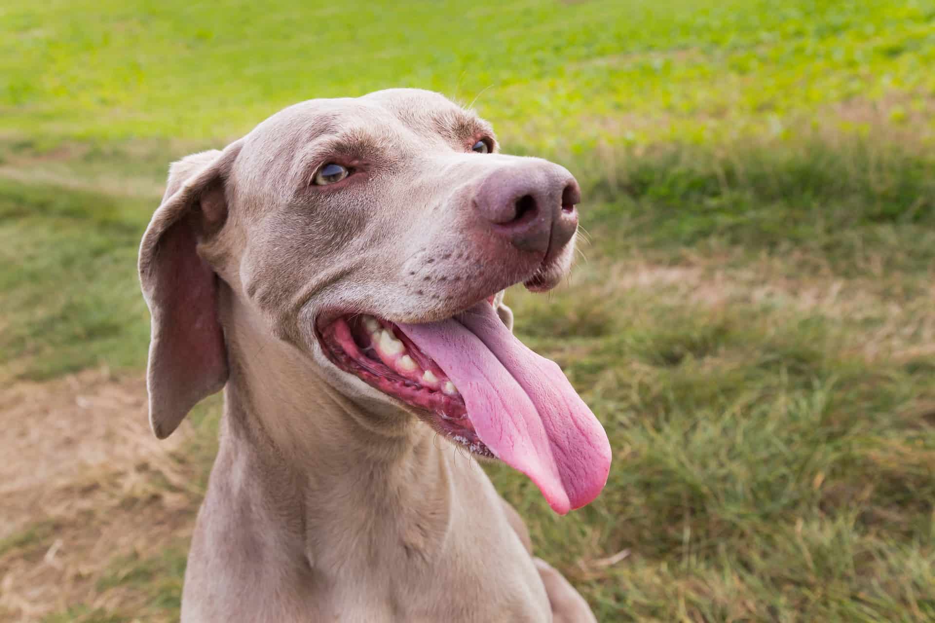 Weimaraner