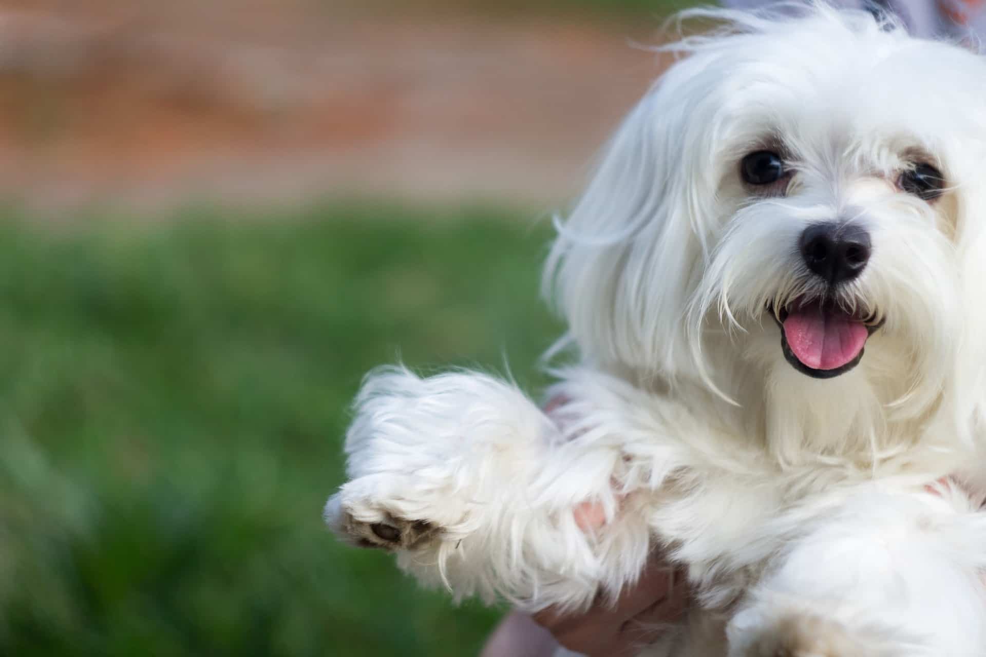 Maltês ou Bichon Maltês