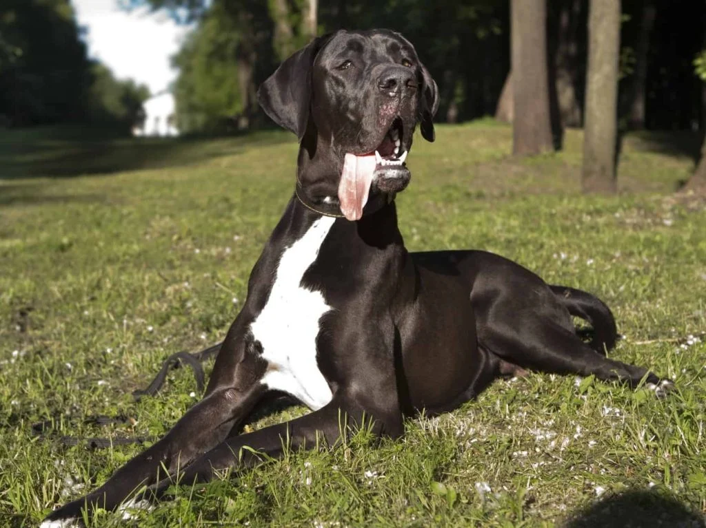 Dogue alemão